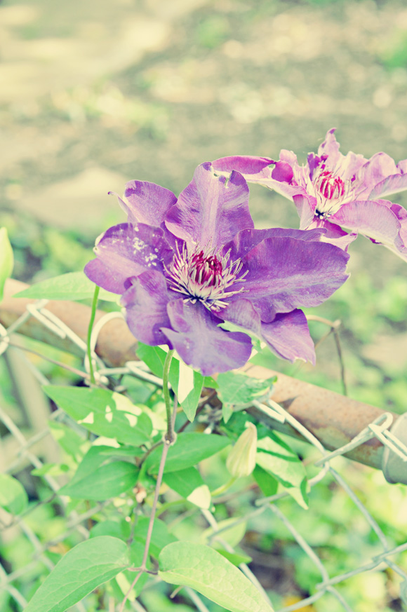 climatis